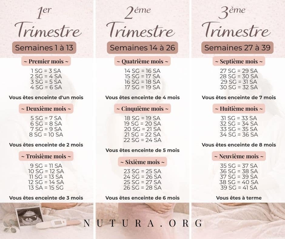 Calendrier de grossesse