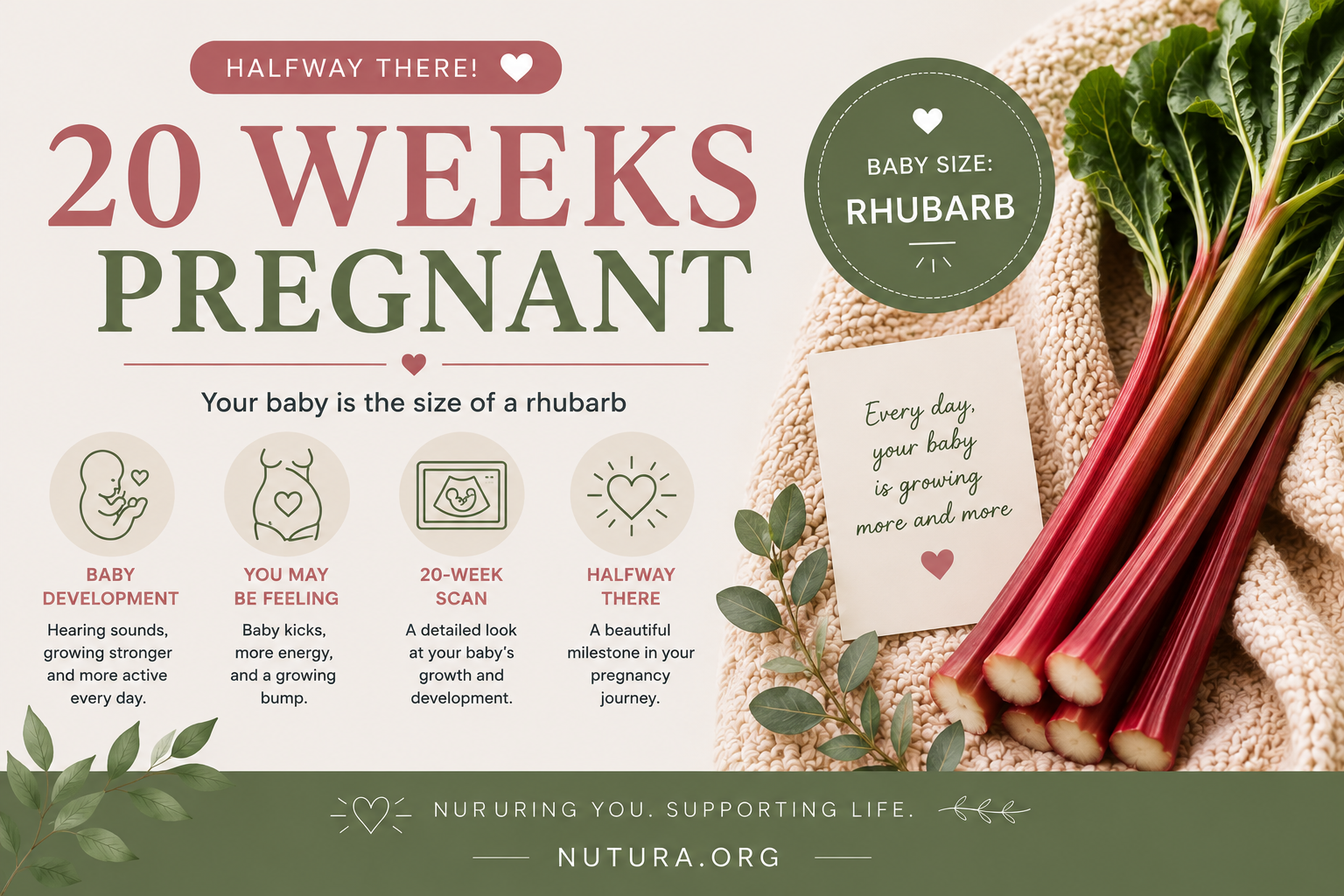 20 Weeks Pregnant: Your Baby, the Anatomy Scan, and the Halfway Point